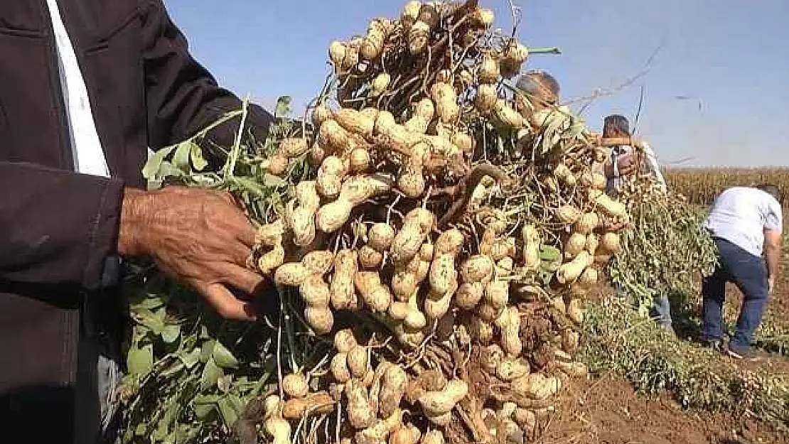 Harran Ovası'nda yer fıstığı bereketi