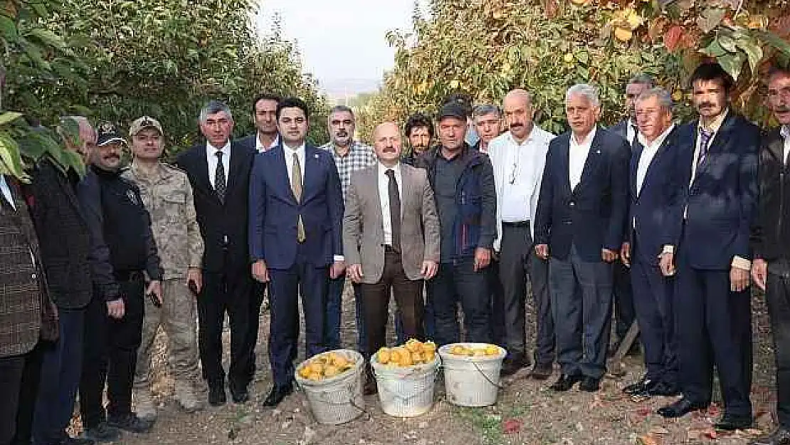 Gölbaşı ilçesinde hurma hasadı başladı