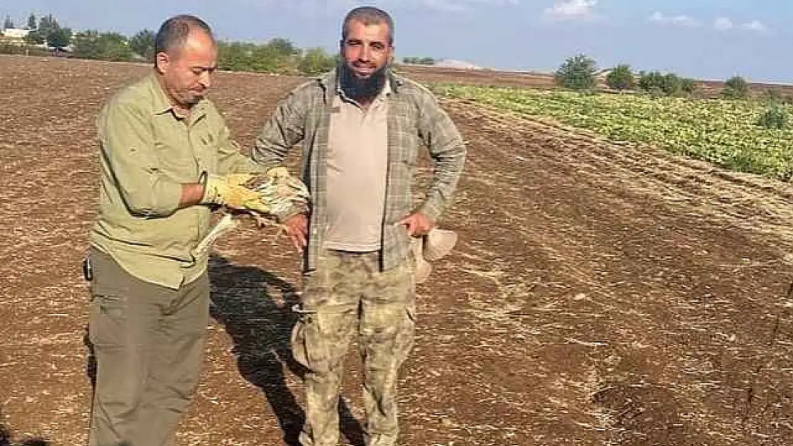 Yaralı şahin tedavi altına alındı