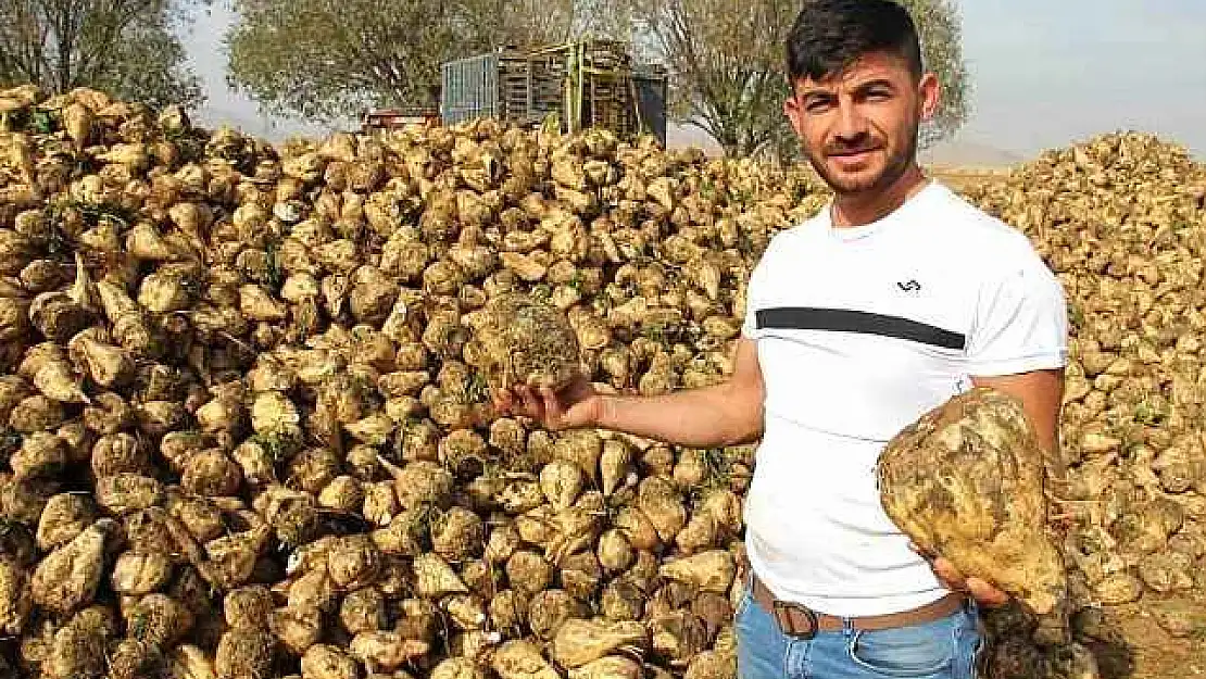 Kahramanmaraş'ta şeker pancarı hasadı başladı