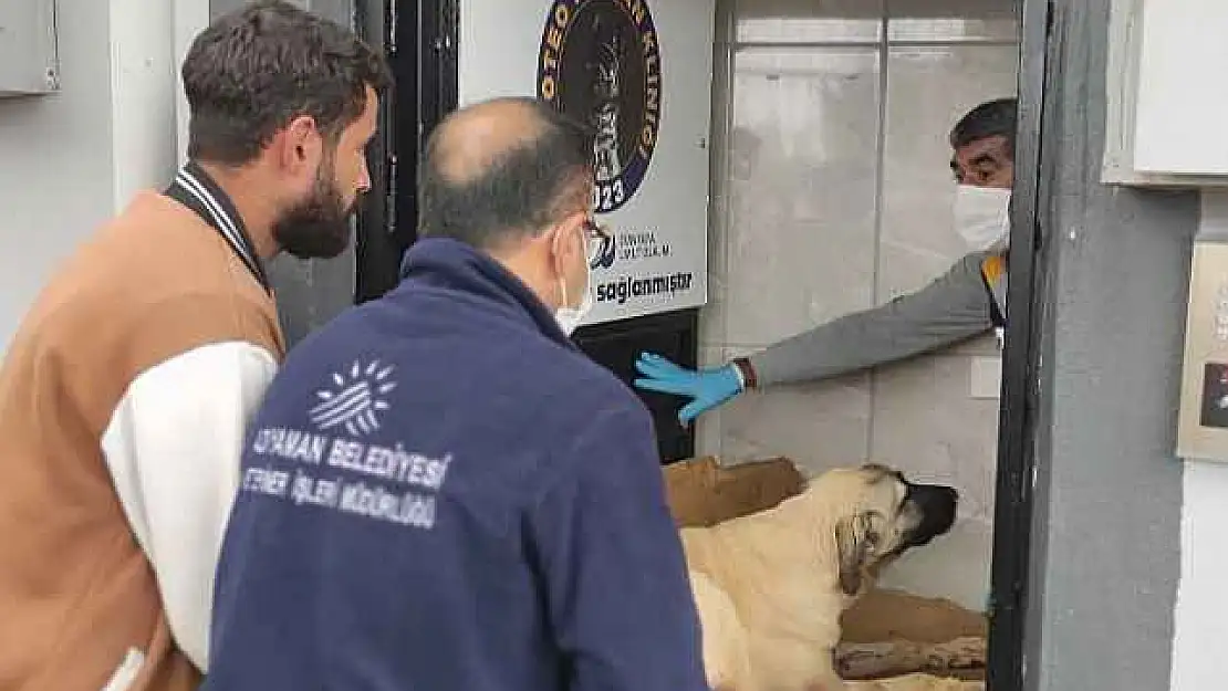 Av tüfeğiyle vurulan köpek yaşam mücadelesi veriyor