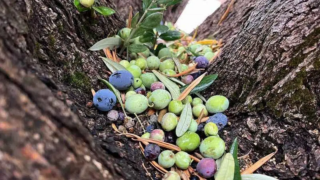 300 yıllık zeytin ağaçlarında rekolte düşük verim yüksek