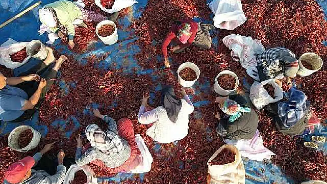 Tescilli Maraş biberinde yılın son hasadı