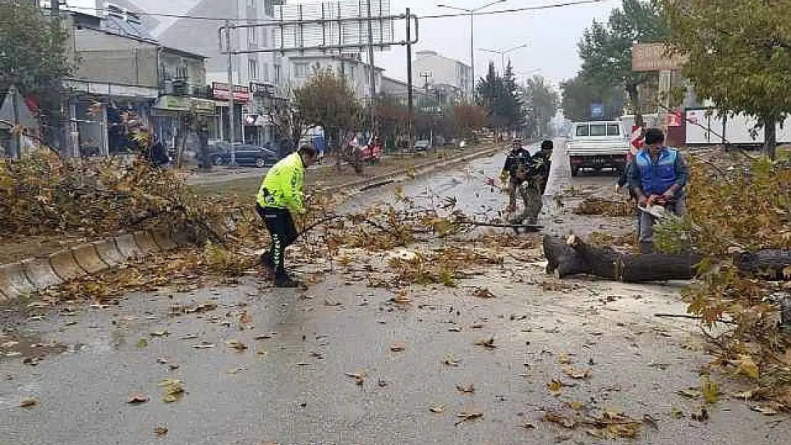 Rüzgar nedeniyle devrilmek üzere olan ağaç korkuttu