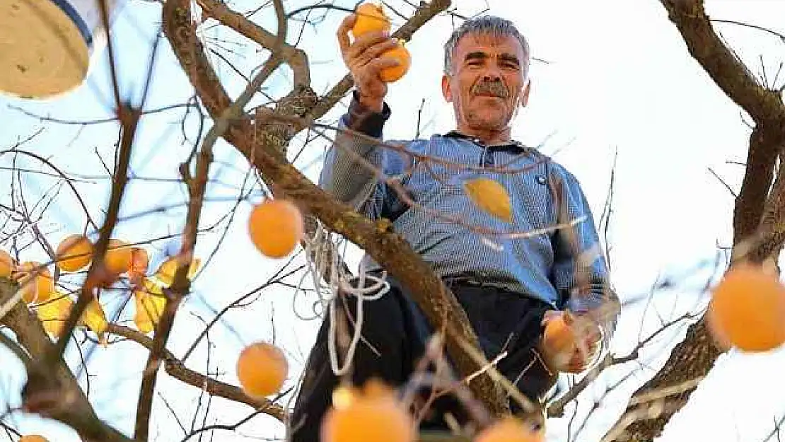 Depremin Merkez Üssünde Çiftçilerin 'Hurma' Hasadı Sevinci