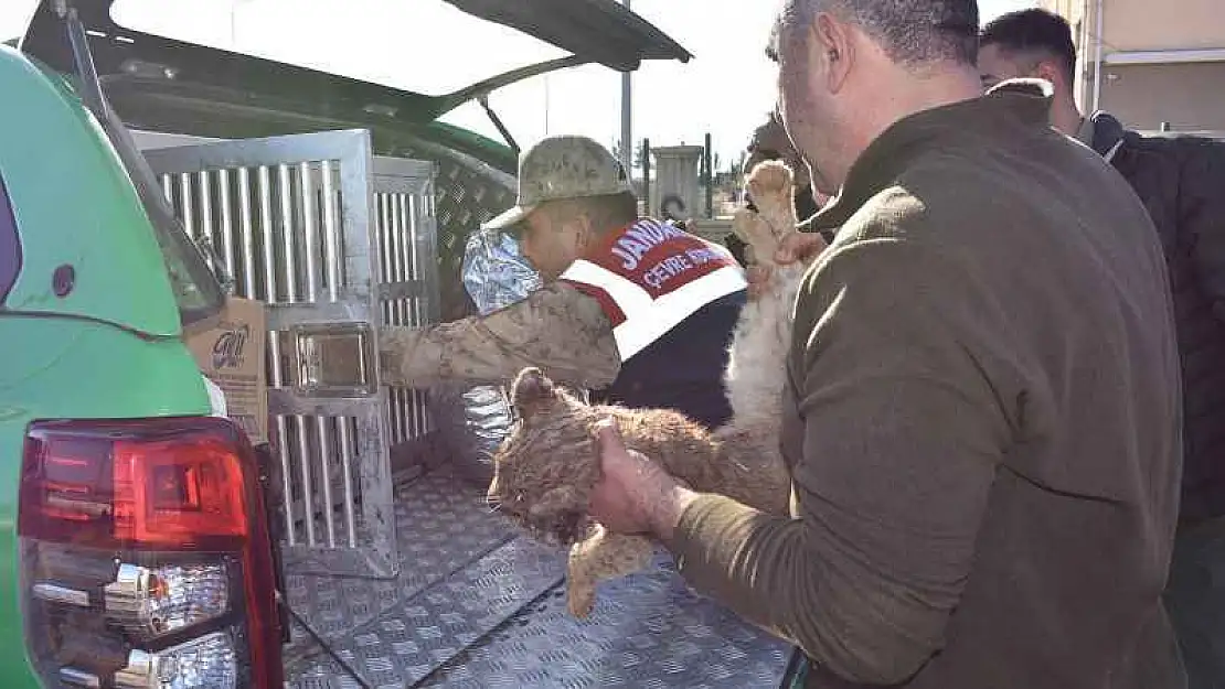 Siverek'te görülen aslan yavrusu aramalar sonucu bulundu