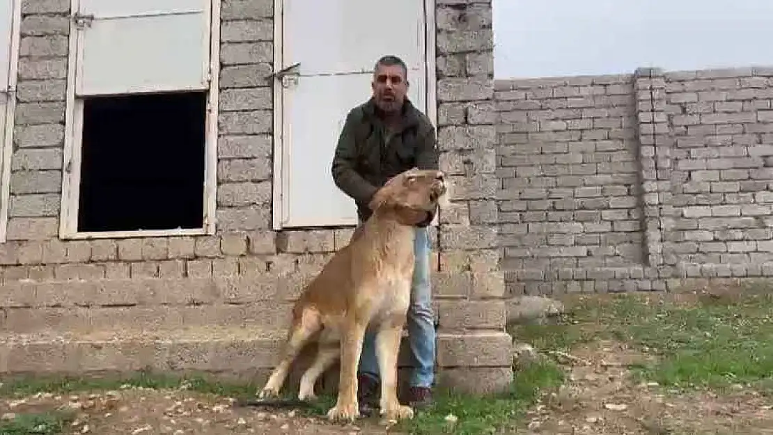 Aslan terbiyecisi yürüyemeyen aslanı 20 günde eski sağlığına kavuşturdu