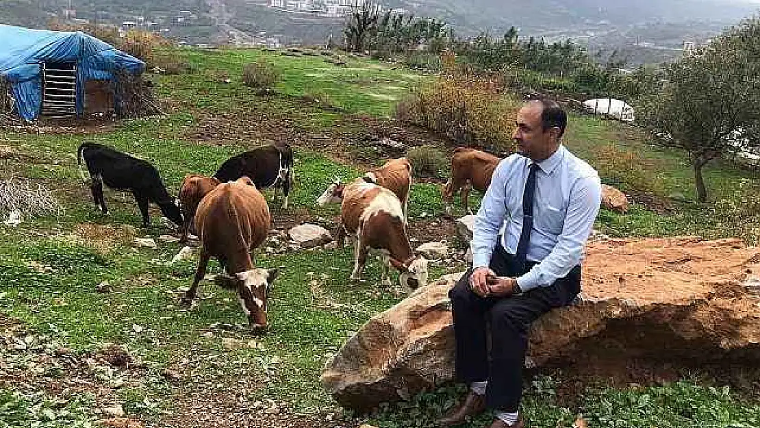 Sığır besicileri desteklenerek yerli ırk koruma altına alınıyor