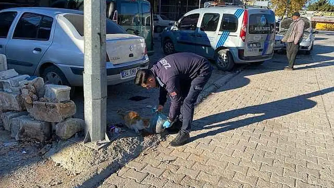 Kilis belediyesi sokak hayvanlarını unutmadı