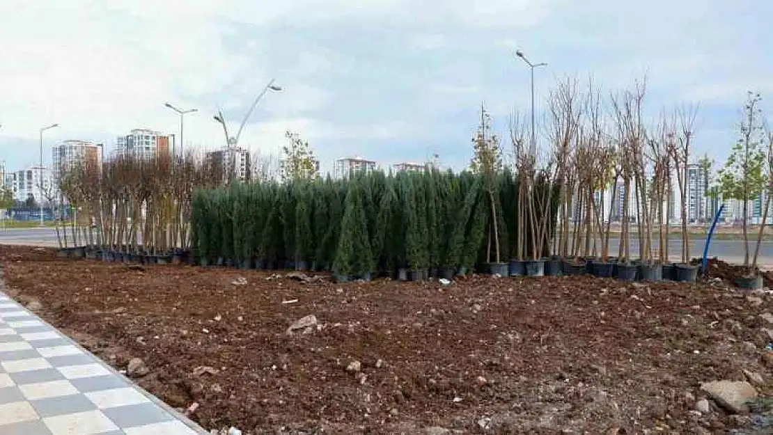 Mezopotamya Yeşil Kuşakta bin 800 ağaç ve 6 bin çalı dikilecek