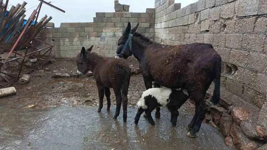 Eşek kuzuya annelik yapıyor