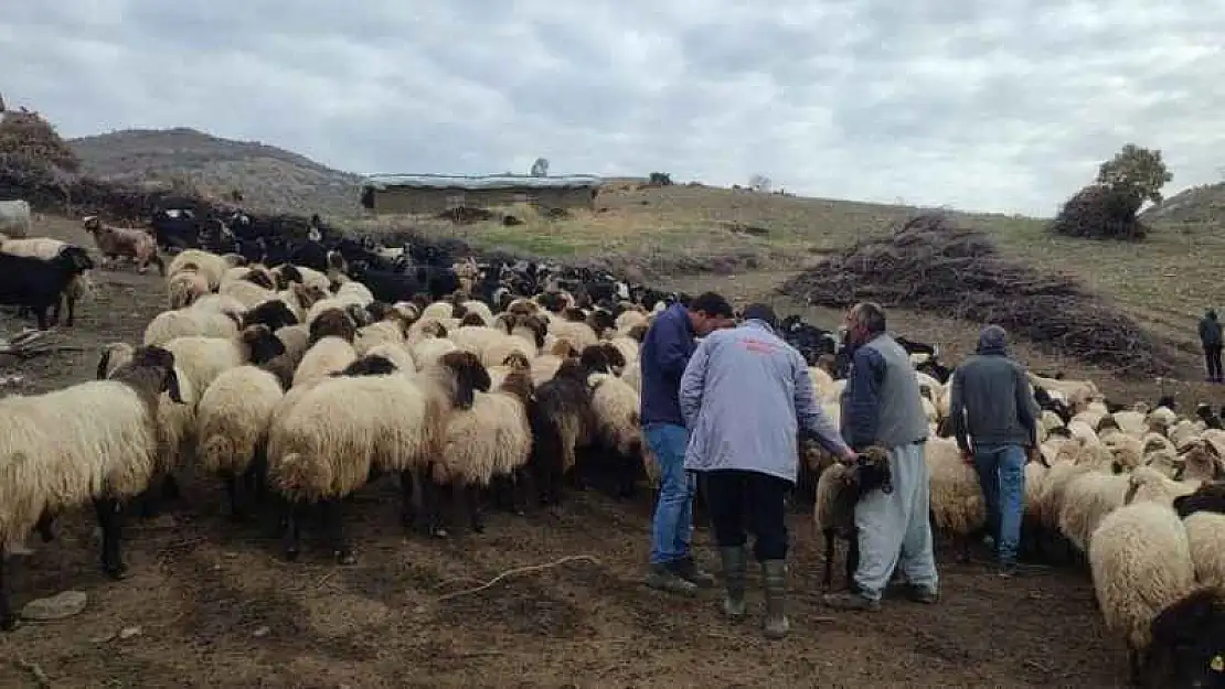 Şırnak'ta 'Mera Islah ve Amenajman Projesi' hayata geçirildi