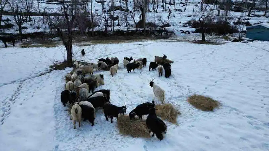 Beytüşşebap'ta hayvanlar kar üstünde yemleniyor