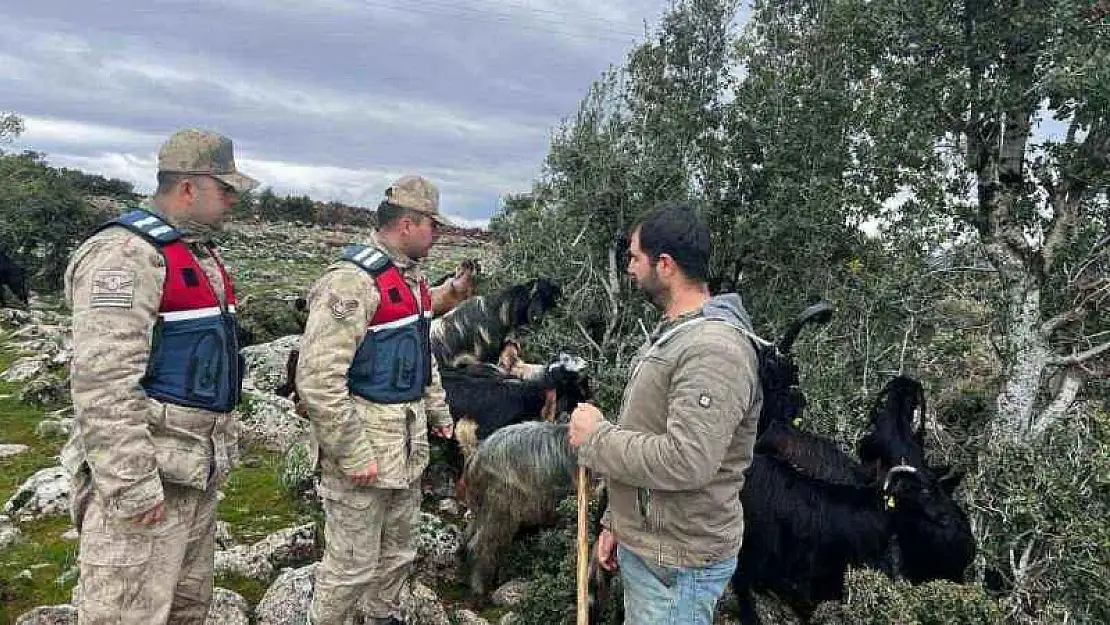 Kaybolan koyunları jandarma buldu