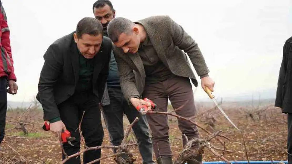 Kilis horozkarası üzümünde budama mesaisi başladı