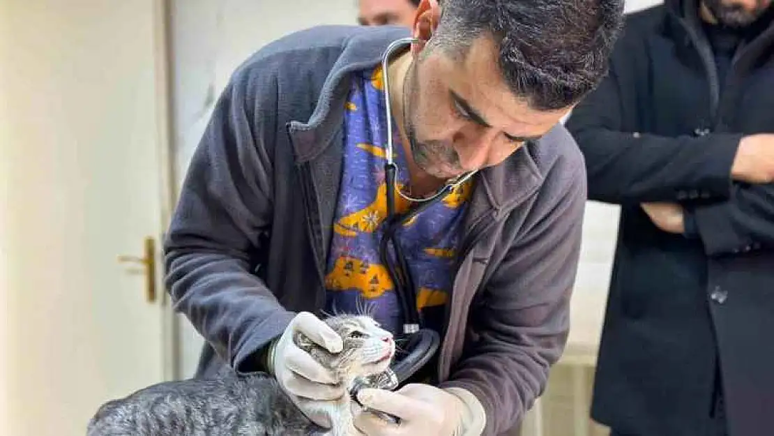 Diyarbakır Hayvan Hastanesi'nde 'soğuk algınlığı' yoğunluğu