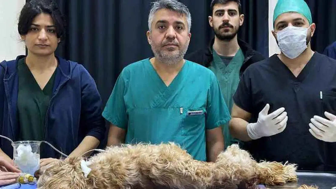 8 santimlik taş insandan değil, 10 yaşındaki 'Fındık' isimli köpekten çıktı