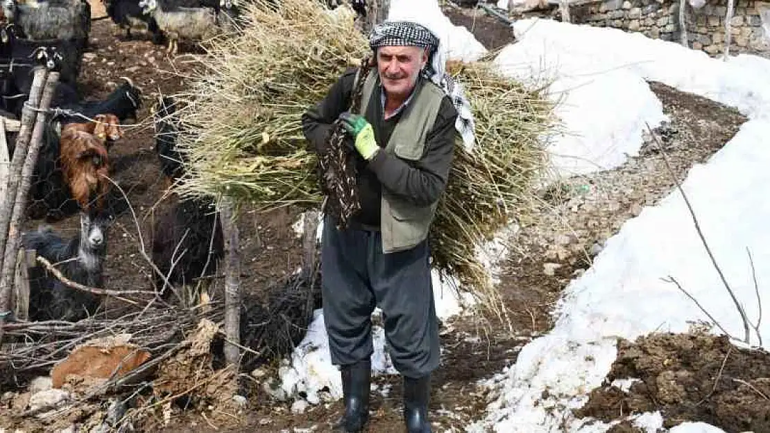 Şırnak'ta besiciler yemleri sırtlayarak hayvanlarını besliyor