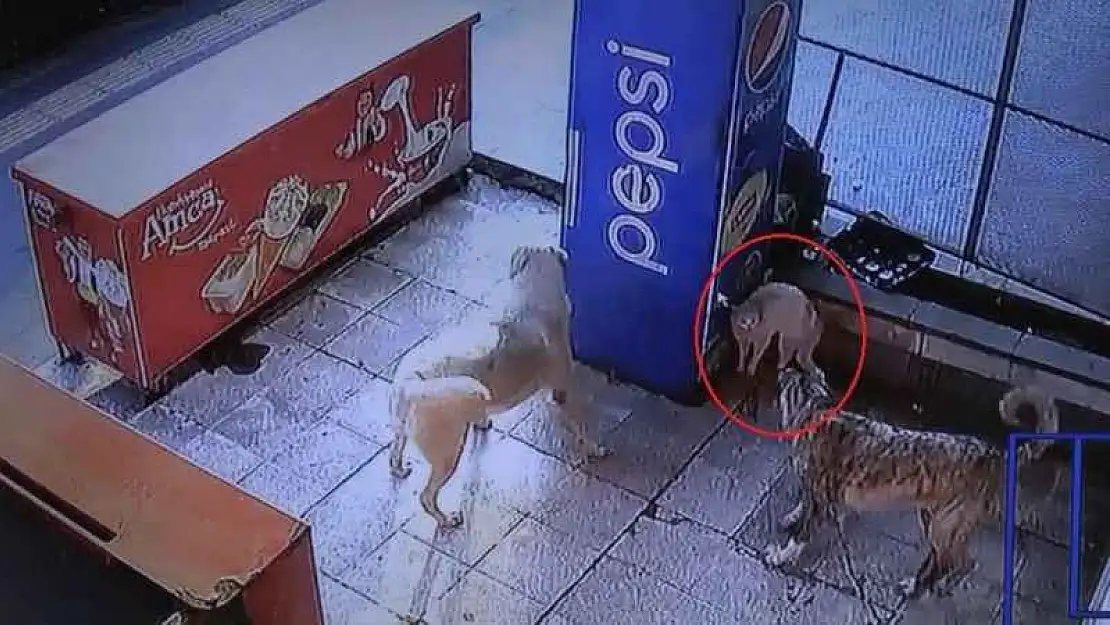 Mama bekleyen kedinin köpeklerle kavgası kamerada