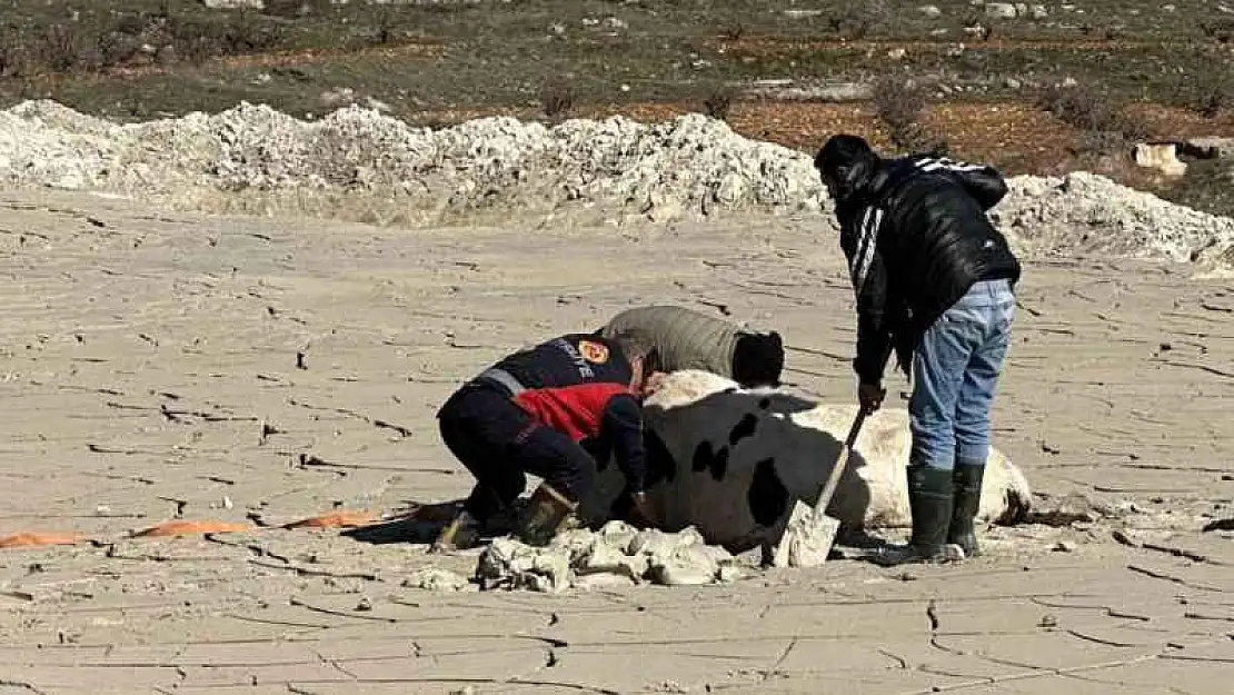 Midyat'ta bataklığa saplanan ineği itfaiye kurtardı