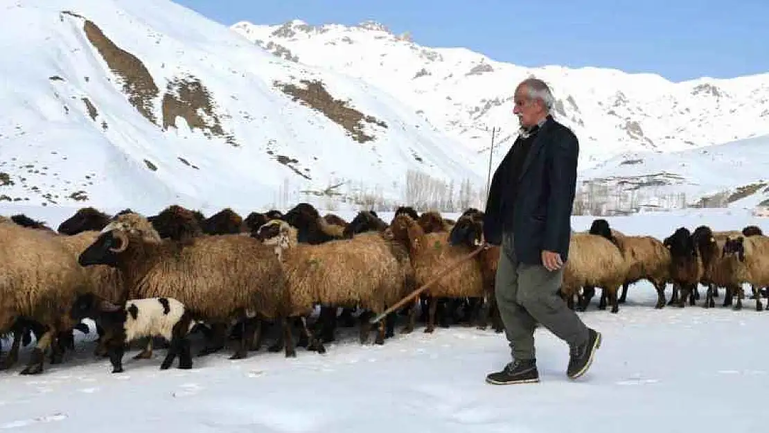 Şırnak'ta besicilerin zorlu mesaisi devam ediyor