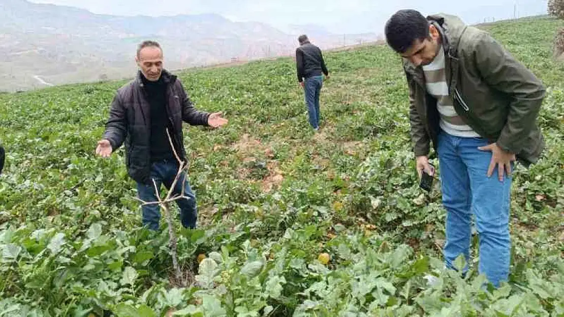 Siirt'te bağ ve bahçelerde yabancı otlarda artış yaşanıyor