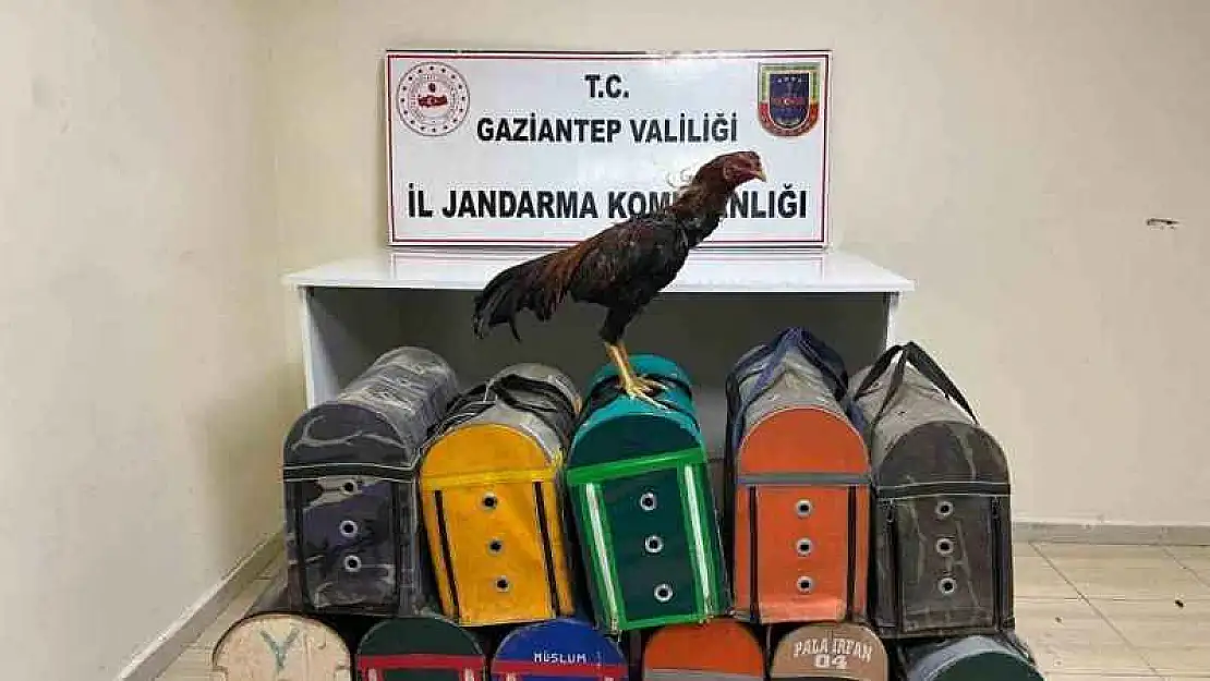 Gaziantep'te horoz dövüştüren 26 şahıs suçüstü yakalandı