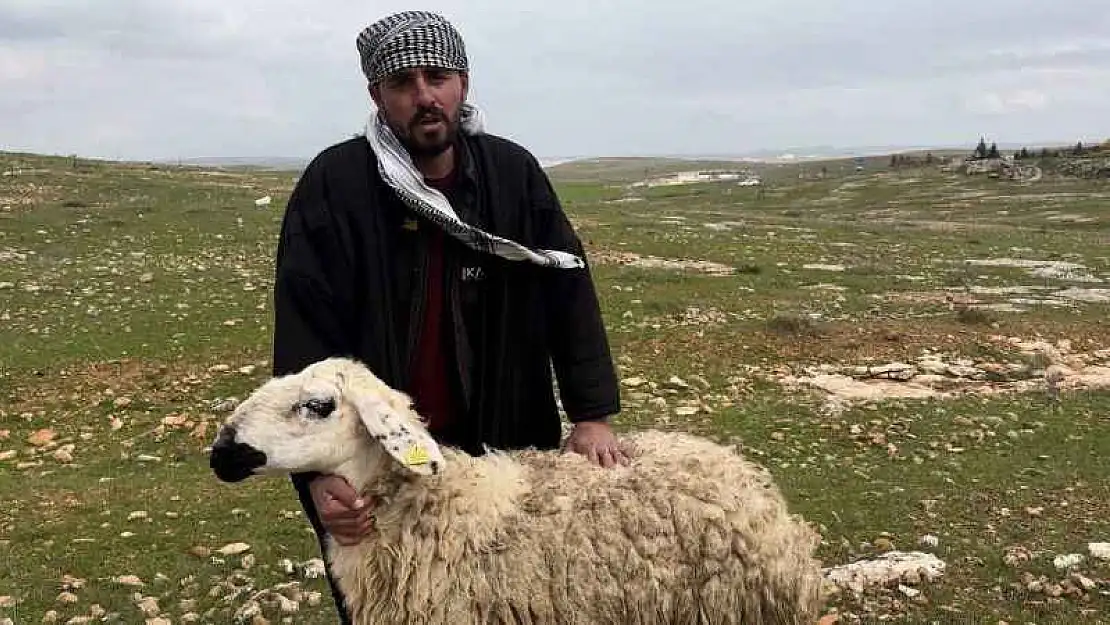 Koruma altına alınan Suruç koyunu tescilleniyor