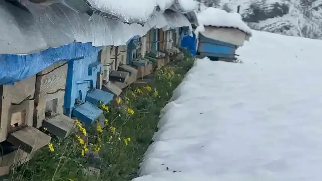 Şırnak'ta yalancı bahar, bal arılarını vurdu