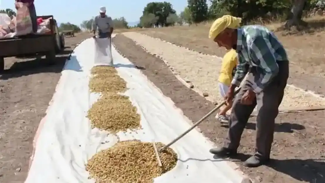 Siirt'te tarımsal destekleme tutarı 201 milyon liraya ulaştı