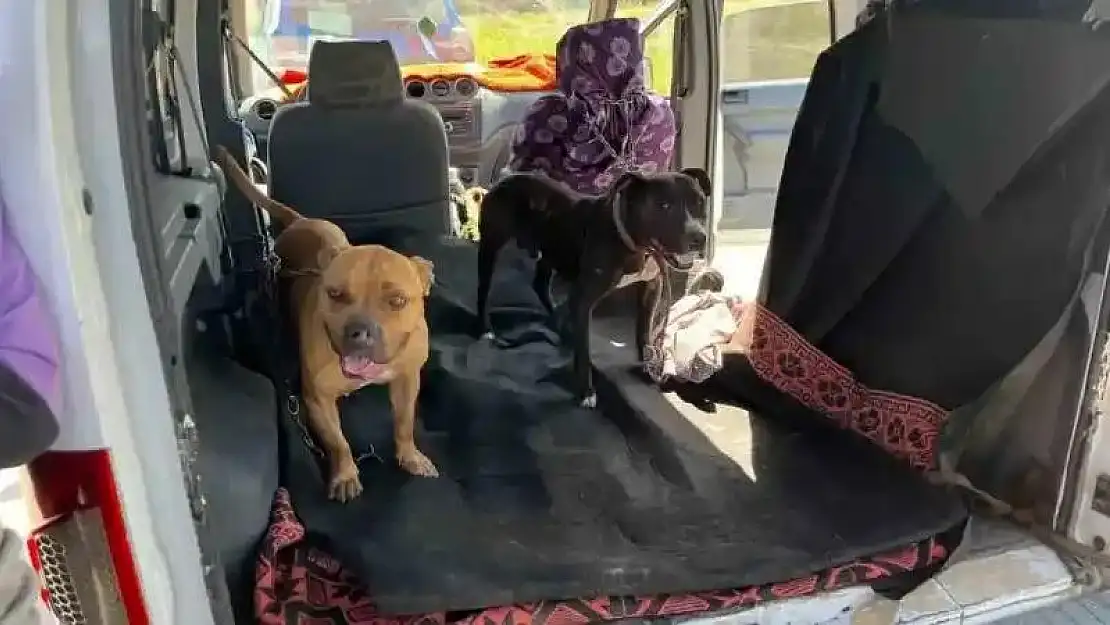 Gaziantep'te jandarma ekipleri yasak ırk 3 köpeğe el koydu