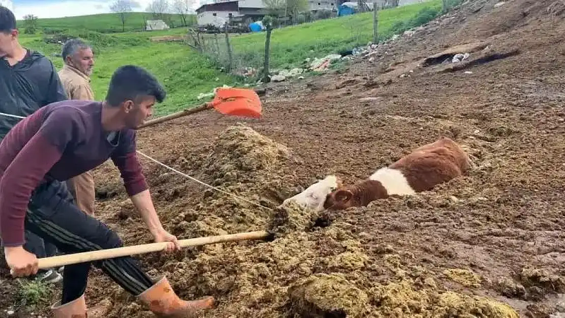 Tezek yığınına batan inek yavrusu saatler sonra kurtarıldı