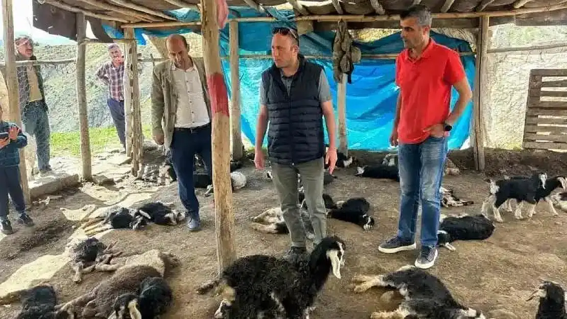 Diyarbakır Kulp'ta başıboş köpekler 45 oğlağı telef etti