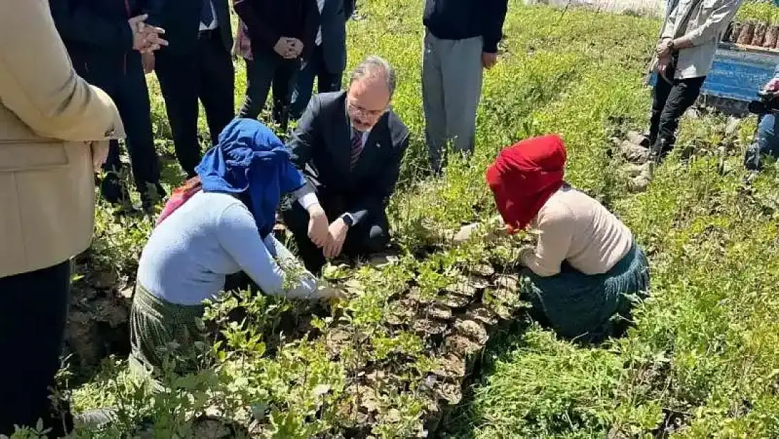 Siirt'te 125 bin adet fıstık fidanı törenle dağıtıldı