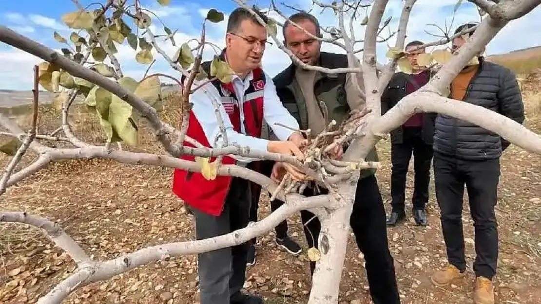 Şanlıurfa'da 'yeşil altın' için ilaçlama uyarısı