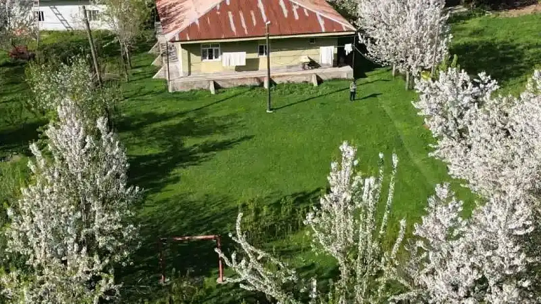 Beytüşşebap'ta kiraz ağaçları köyü beyaza bürüdü