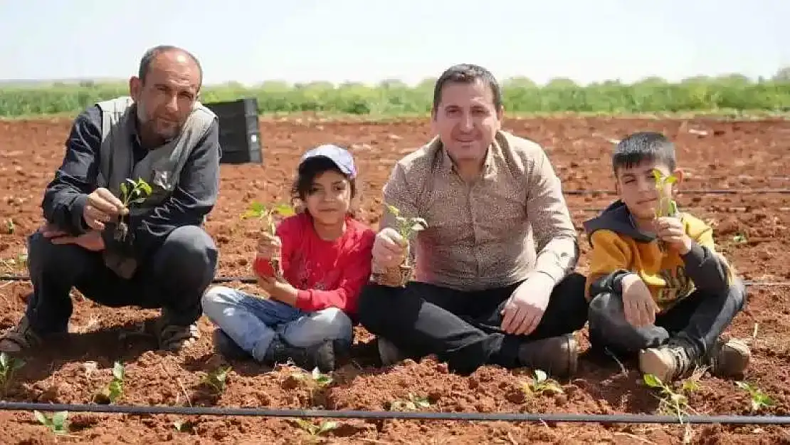 Kilis'te biber fideleri çocukların elleriyle toprakla buluştu