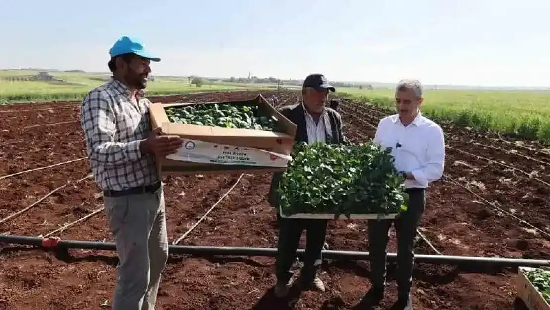 Tahmazoğlu çiftçilerle birlikte fide dikti