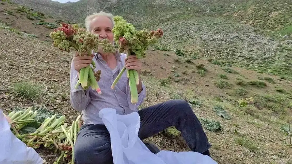 Adıyaman'da ışkın toplamak için Türk Dağına tırmandılar