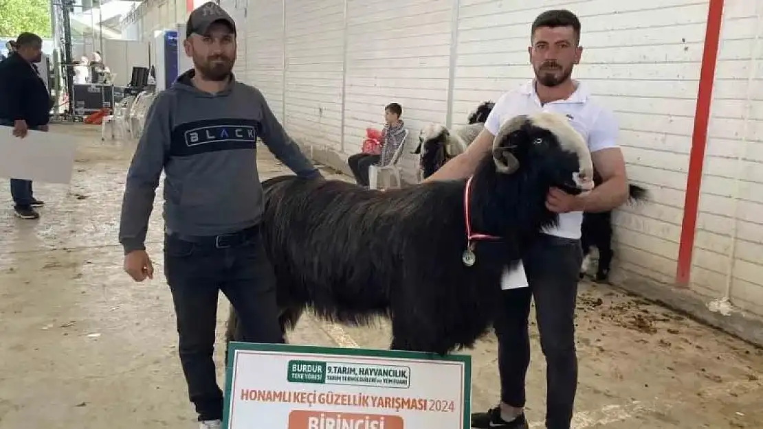 Burdur'da teke ve koçların güzellik yarışması renkli görüntülere sahne oldu