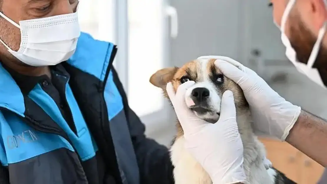 Gaziosmanpaşa'da sokak hayvanlarına şefkat eli