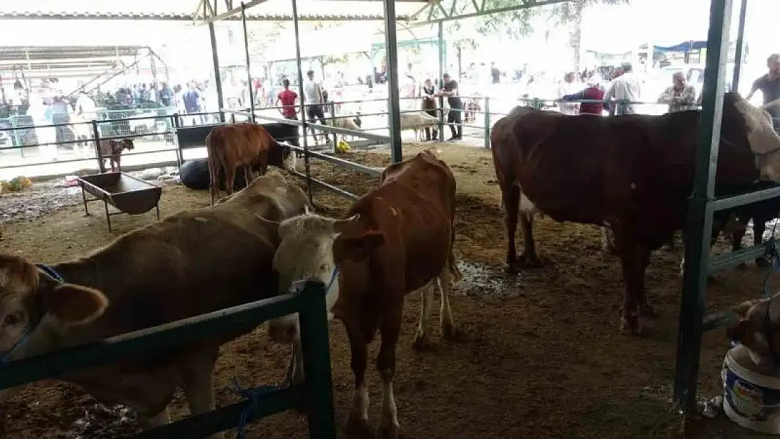 Malatya'da büyükbaş kurbanlık fiyatları açıklandı
