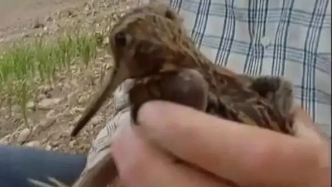 Türkiye'de nadir görülen Gallinago kuşu yaralı halde bulundu