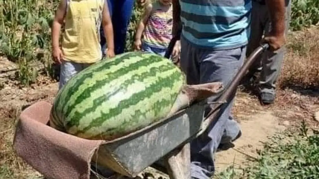 Manavgat'ta Türkiye'nin en büyük karpuzunu üretti: 58 Kiloluk karpuz görenleri şaşırtıyor