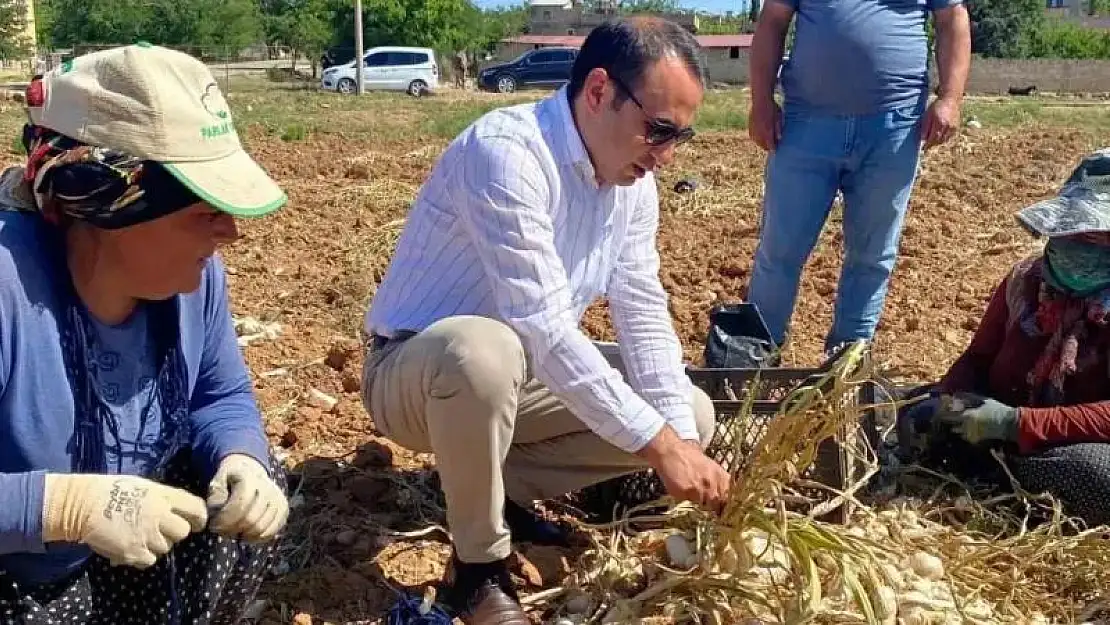 Besni'de sarımsak hasadı başladı