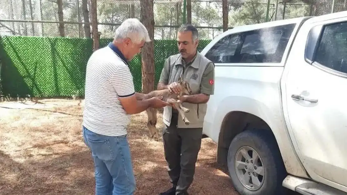 Yavru yaban keçisi doğada ayağı kırık halde bulundu