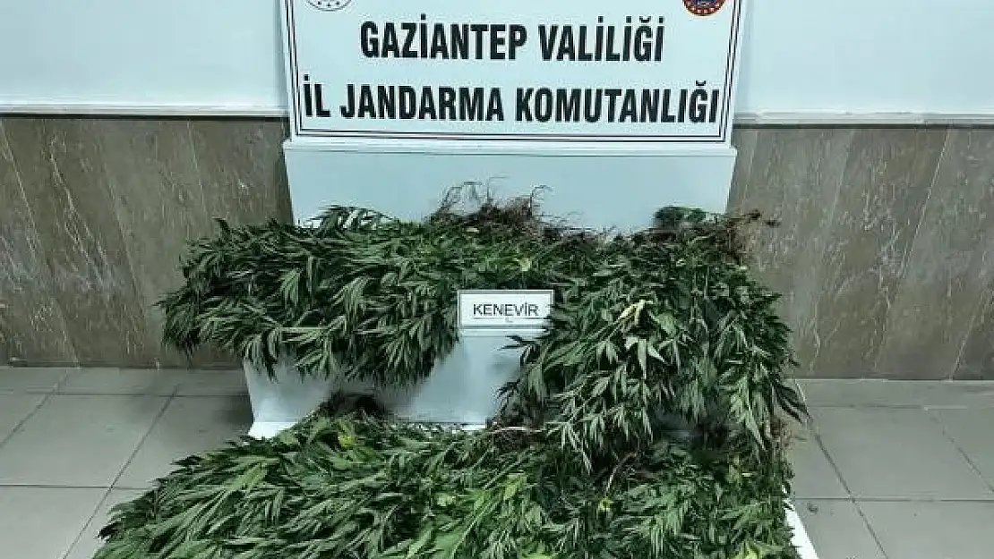 Gaziantep'te 214 kök kenevir bitkisi ele geçirildi
