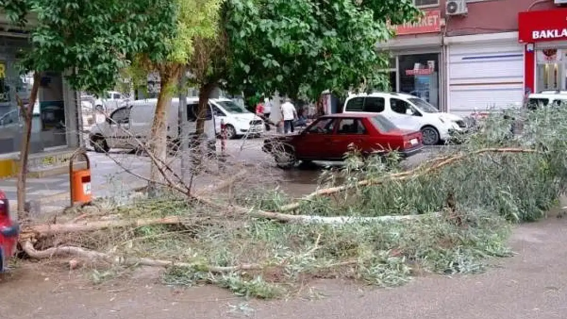 Mardin'de şiddetli rüzgardan ağaç dalları kırılarak yola devrildi
