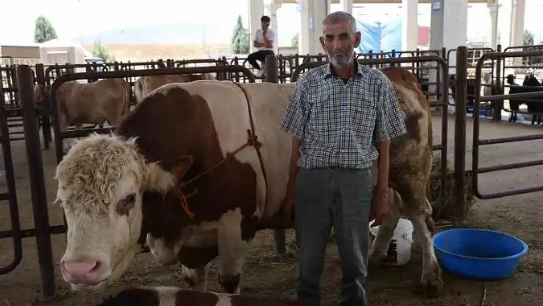 Kurban pazarının en büyük tosunu 230 bin liraya satışta
