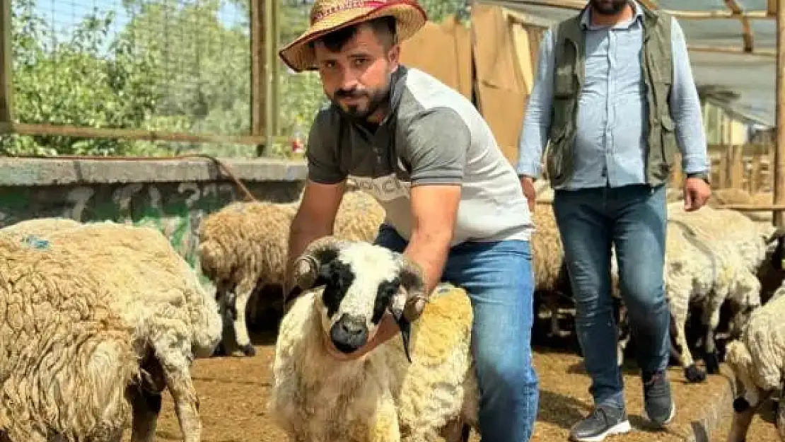 Diyarbakır'da hayvan pazarlarında bayramın son günü yoğunluk arttı
